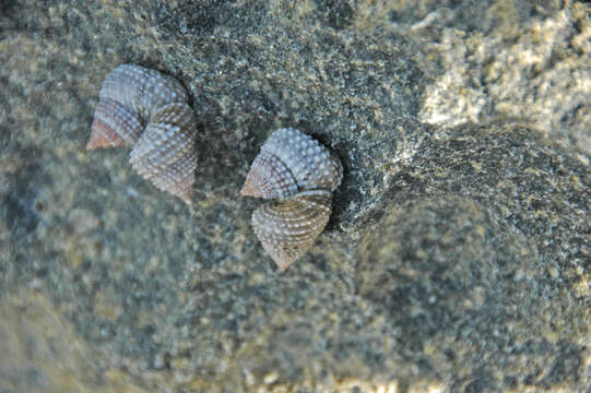 Image of Cenchritis muricatus (Linnaeus 1758)