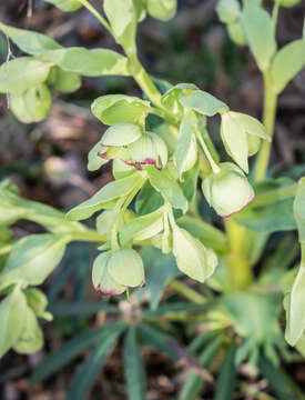 Image of Stinking Hellebore