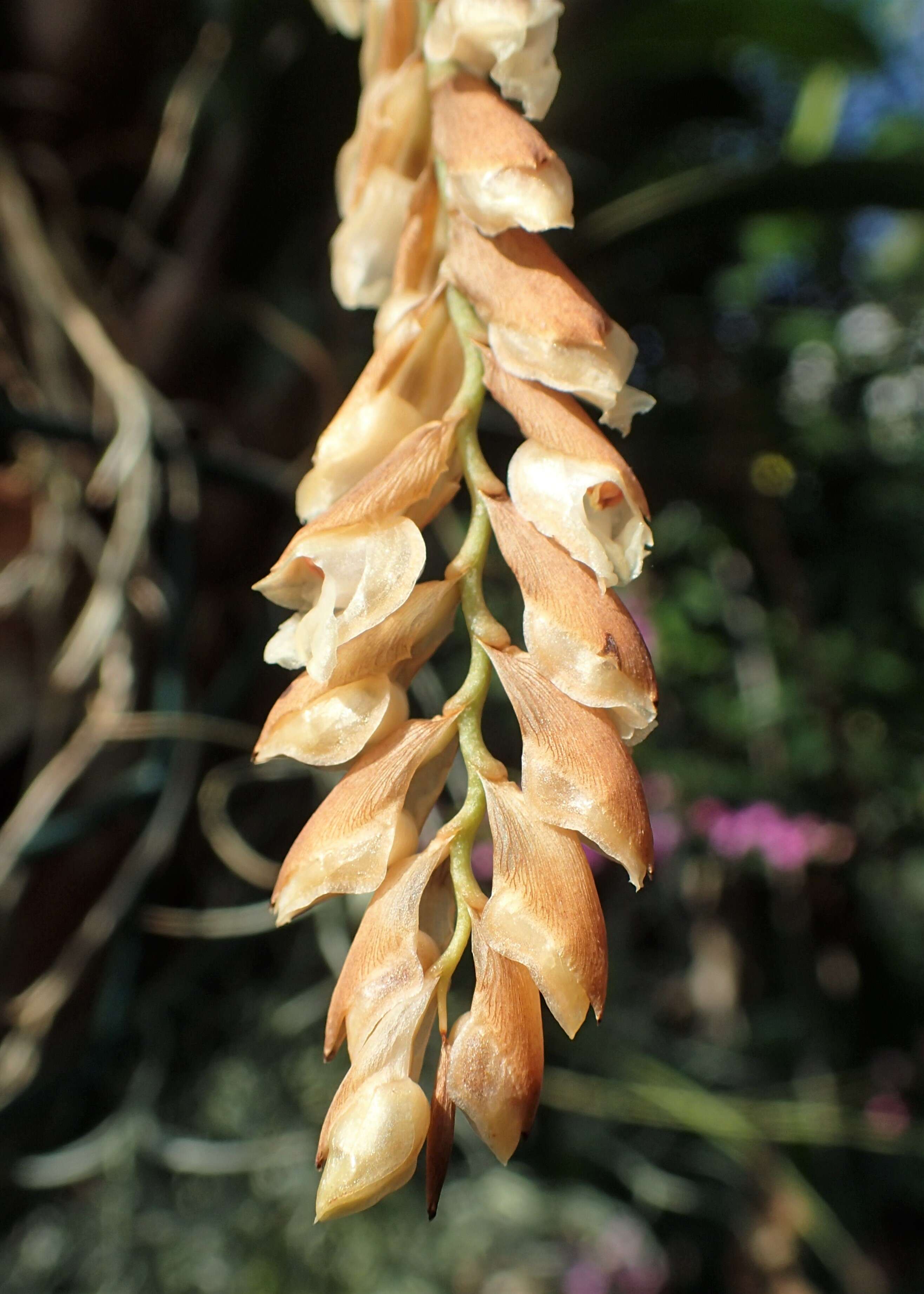 Image of Common rattlesnake orchid