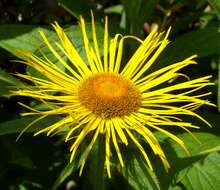 Image of Hooker's inula