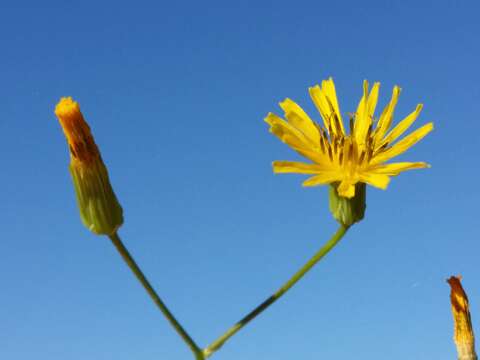 Image of smallflower hawksbeard