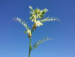 Imagem de Vicia pannonica Crantz