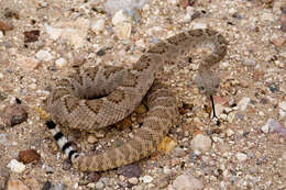 Image of Western Diamond-backed Rattlesnake