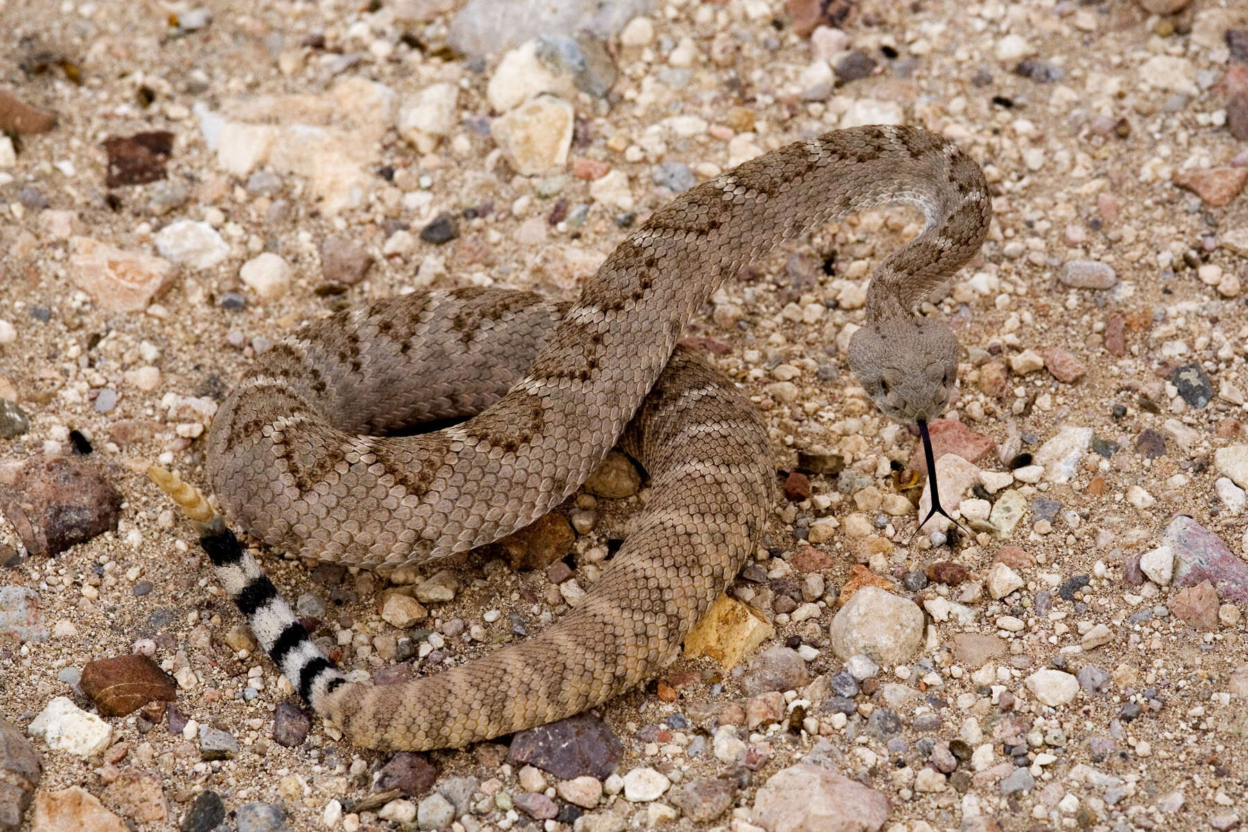 Image of Western Diamond-backed Rattlesnake