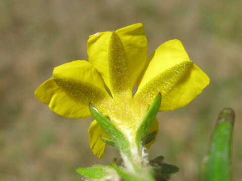 Image of Goodenia stelligera R. Br.