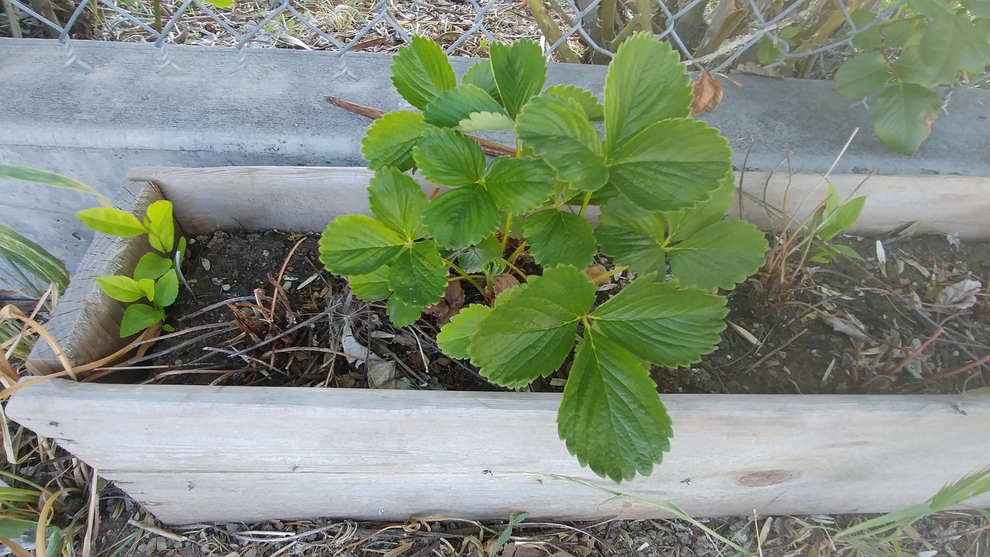 Image of Garden strawberry