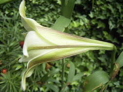 Image of Chinese Lily