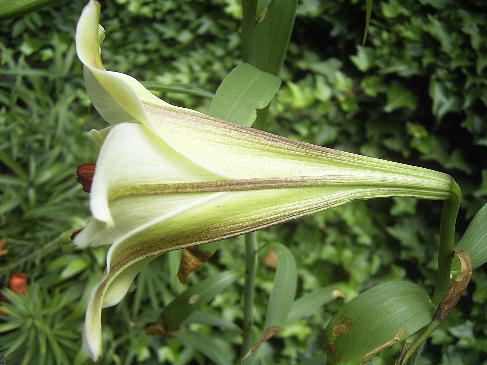 Image de Lilium brownii F. E. Br. ex Miellez