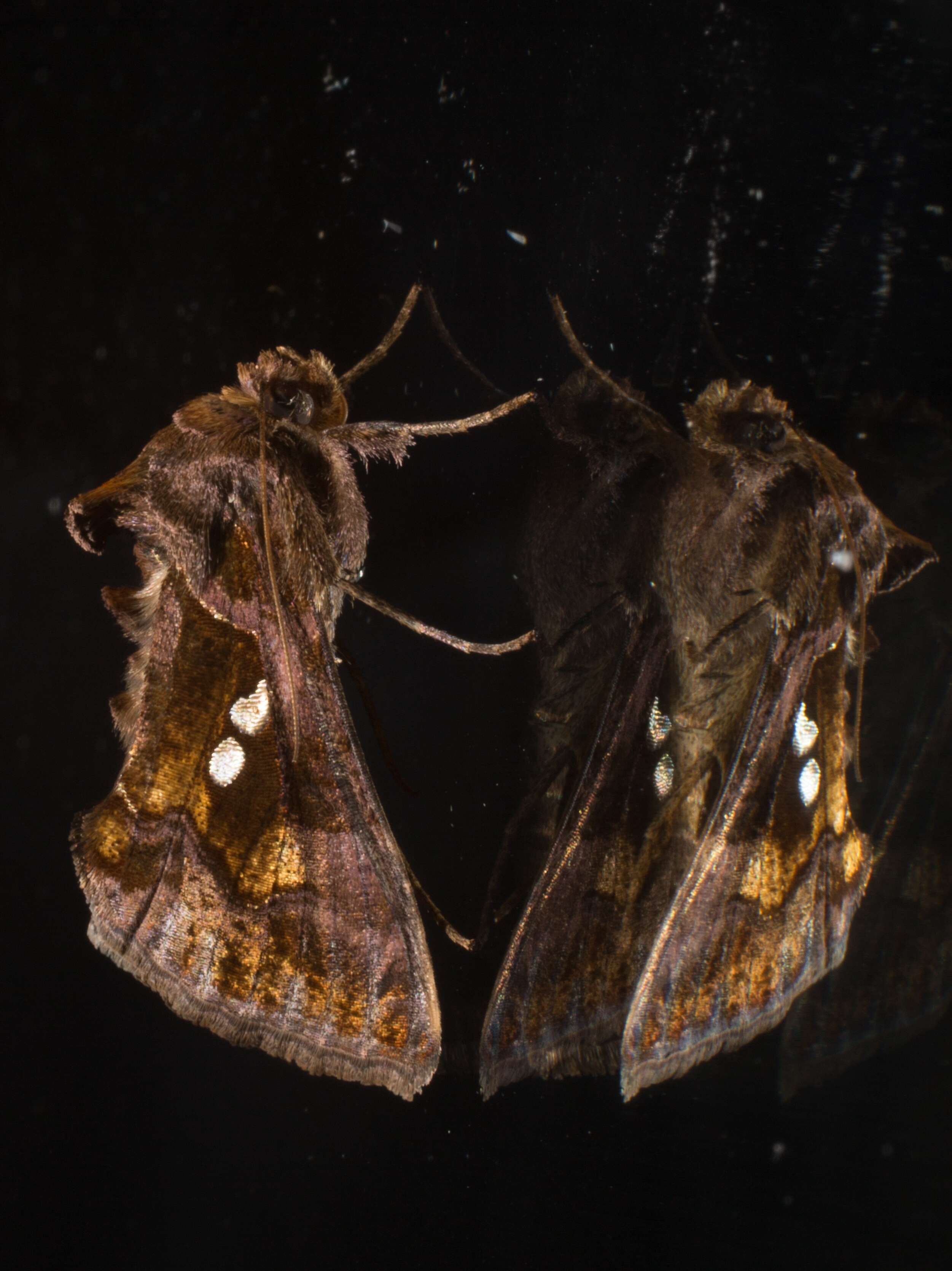 Image of Cutworm