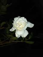 Image of Cape jasmine