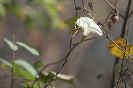 Image of Obscure Morning Glory