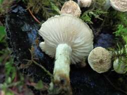 Image of Powdery Piggyback mushroom