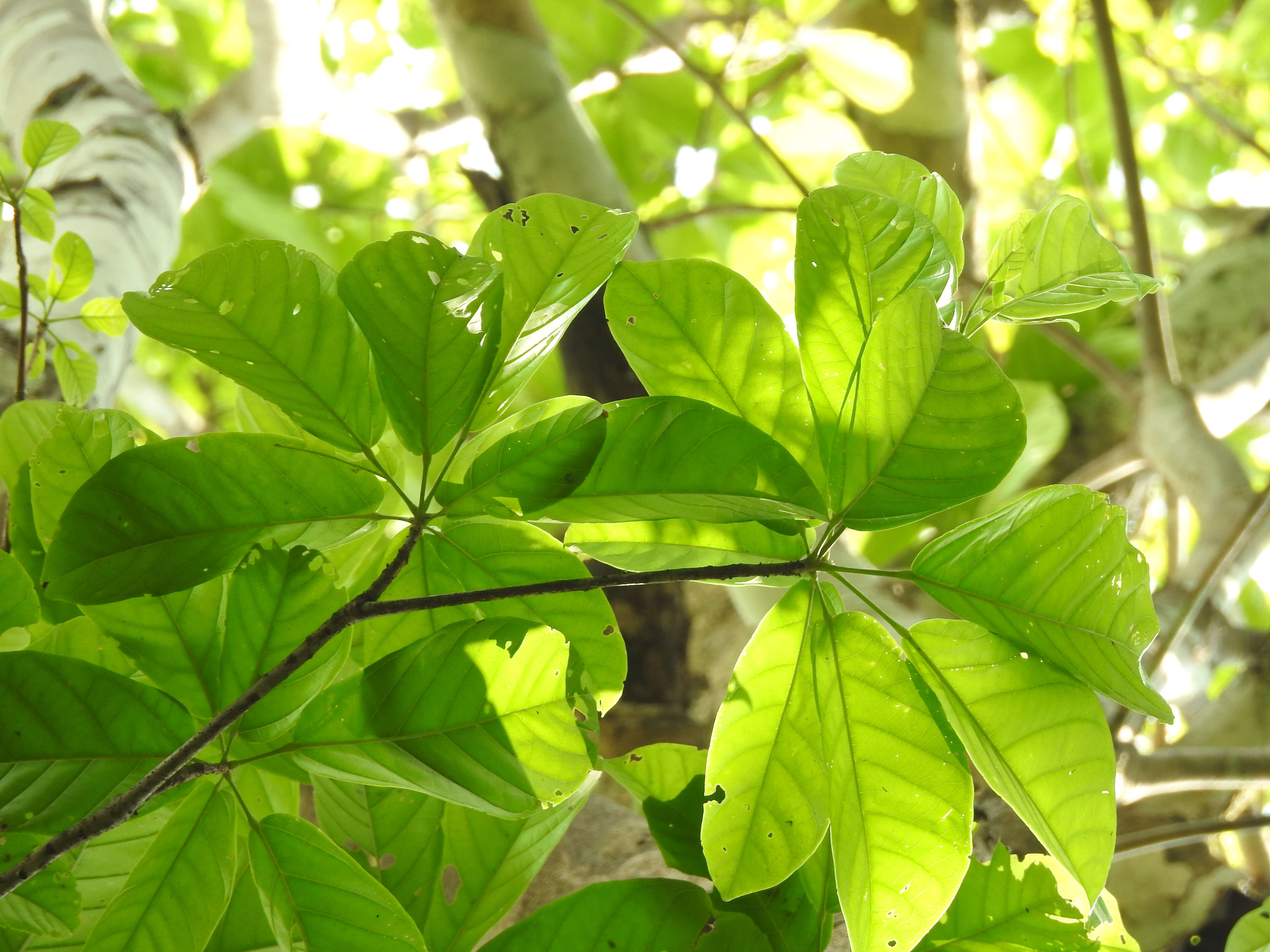 Imagem de Sterculia parviflora Roxb.