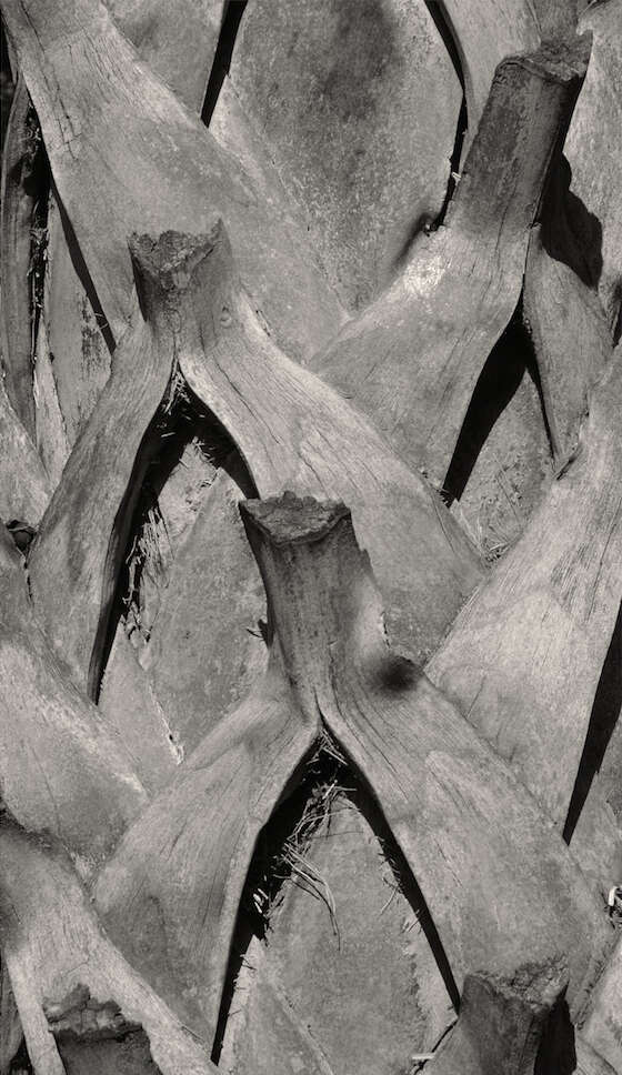 Image of Sabal rosei (O. F. Cook) Becc.