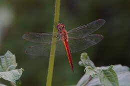 Image of Rainpool Gliders