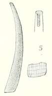 Image of Onchidella marginata (Couthouy ex Gould 1852)