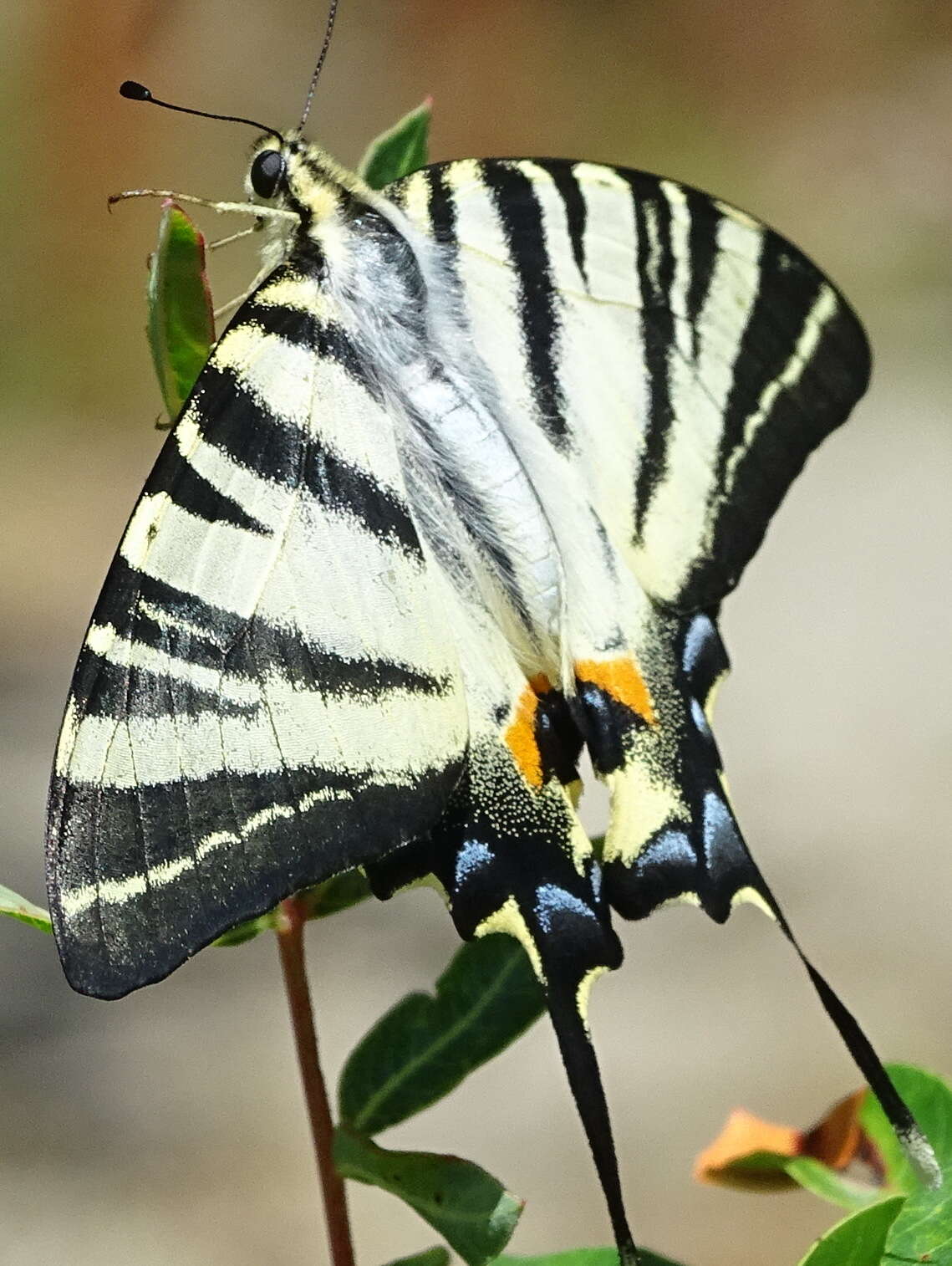 Imagem de Iphiclides