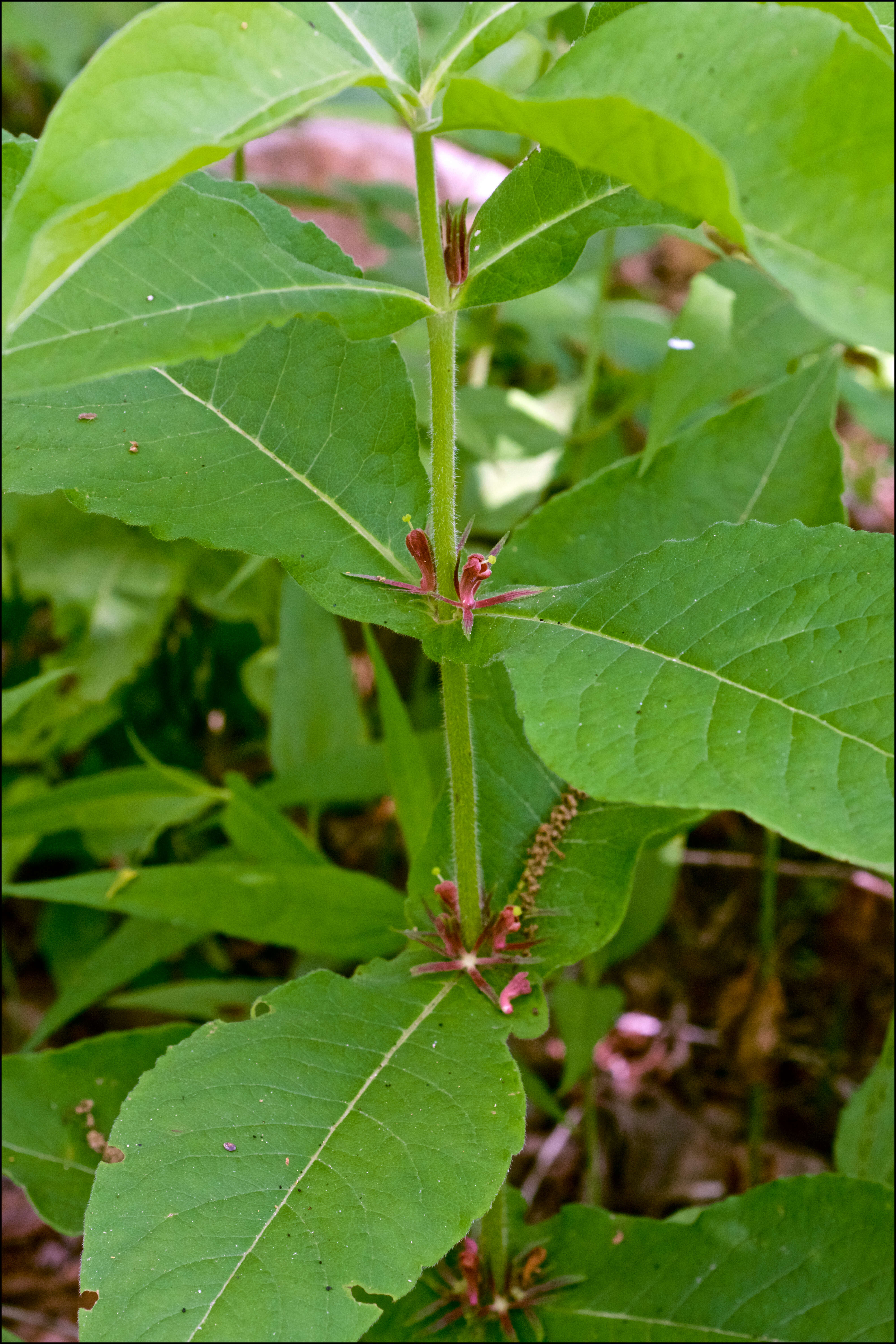 صورة Triosteum perfoliatum L.