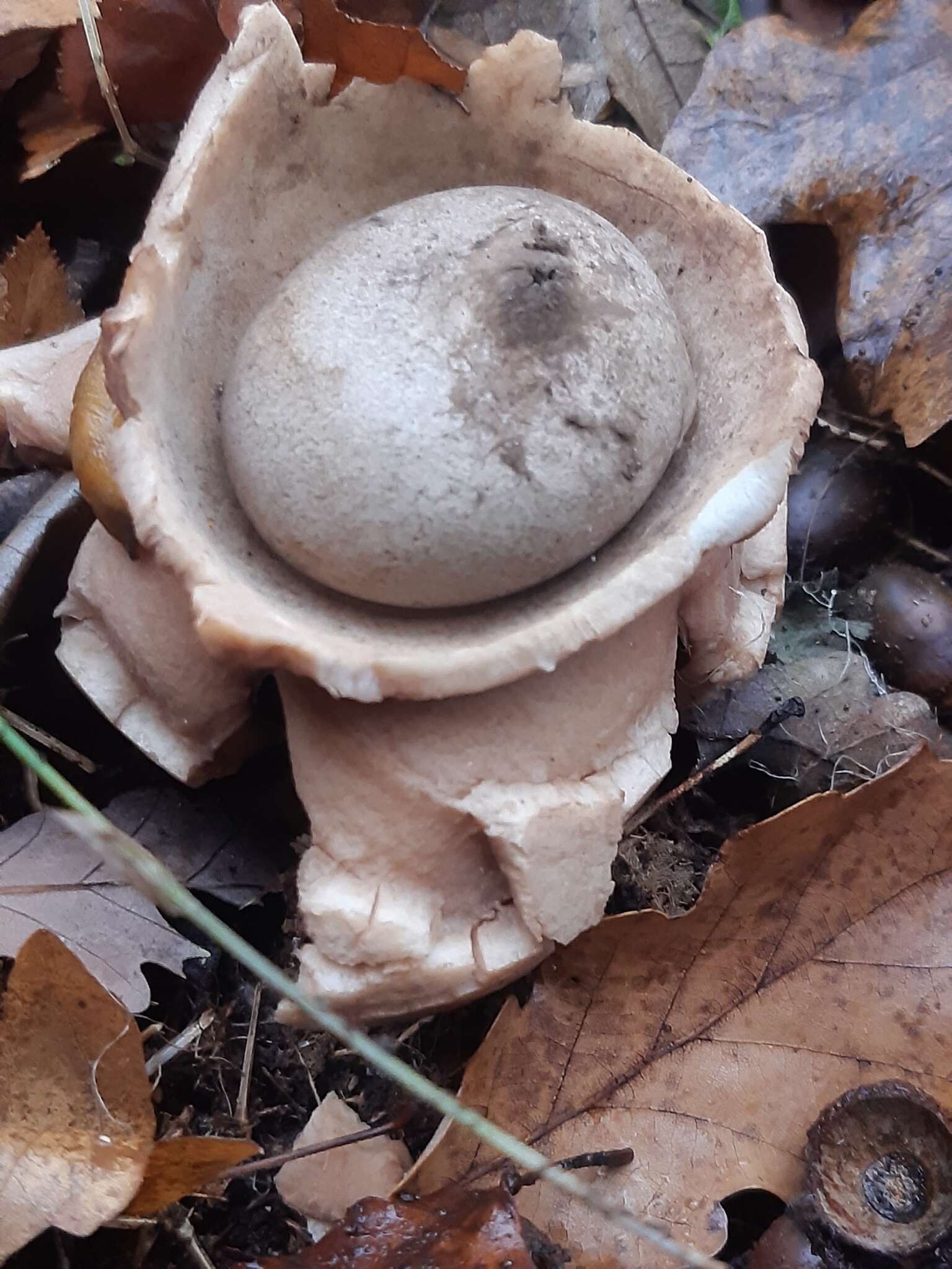 Image of Collared Earthstar