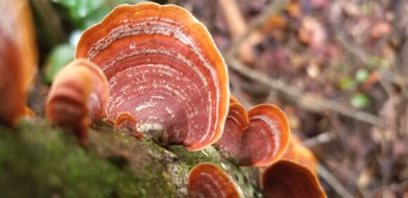 Image of Turkey Tail