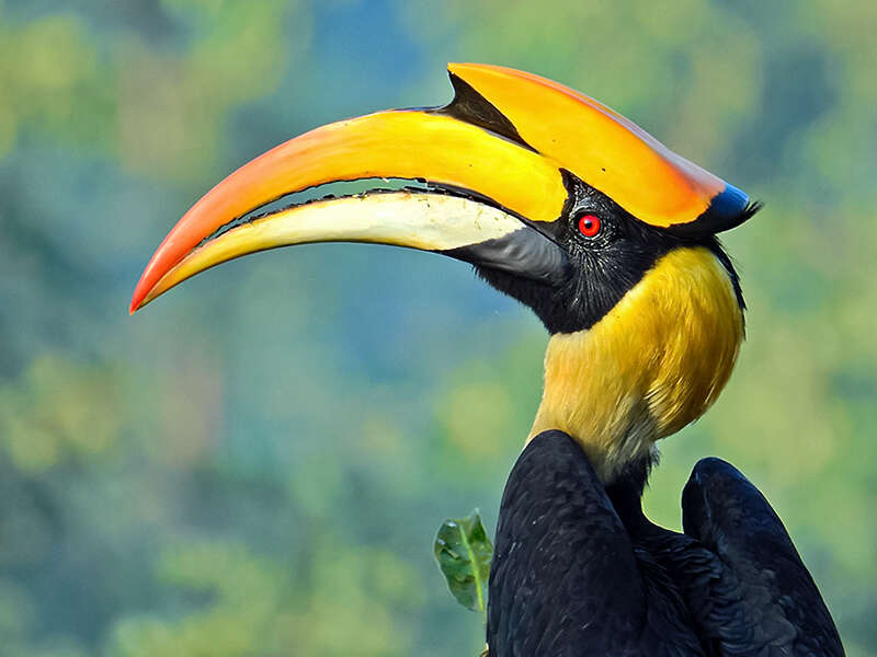 Image of Great Indian Hornbill