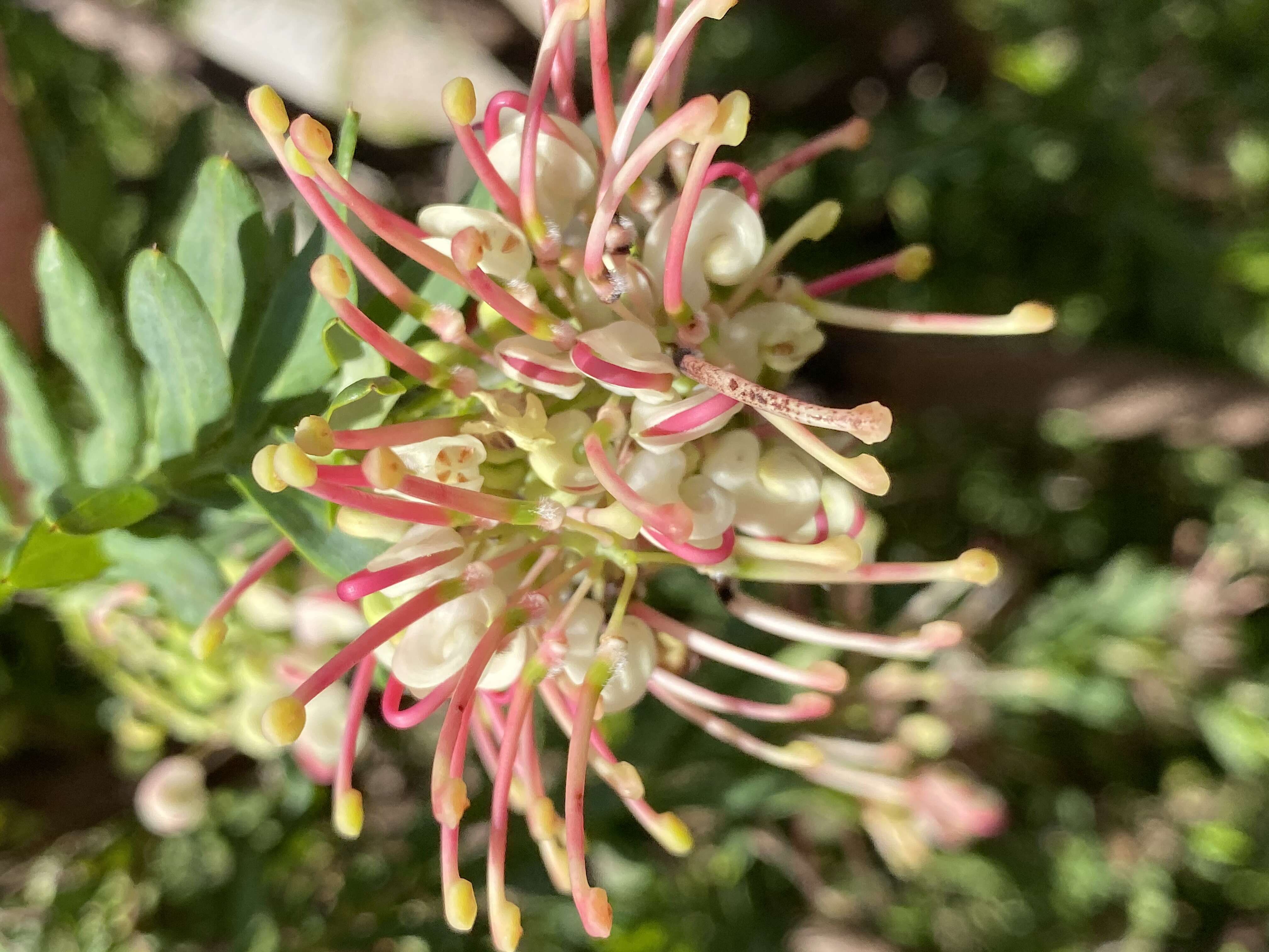 Image of Grevillea iaspicula Mc Gill.