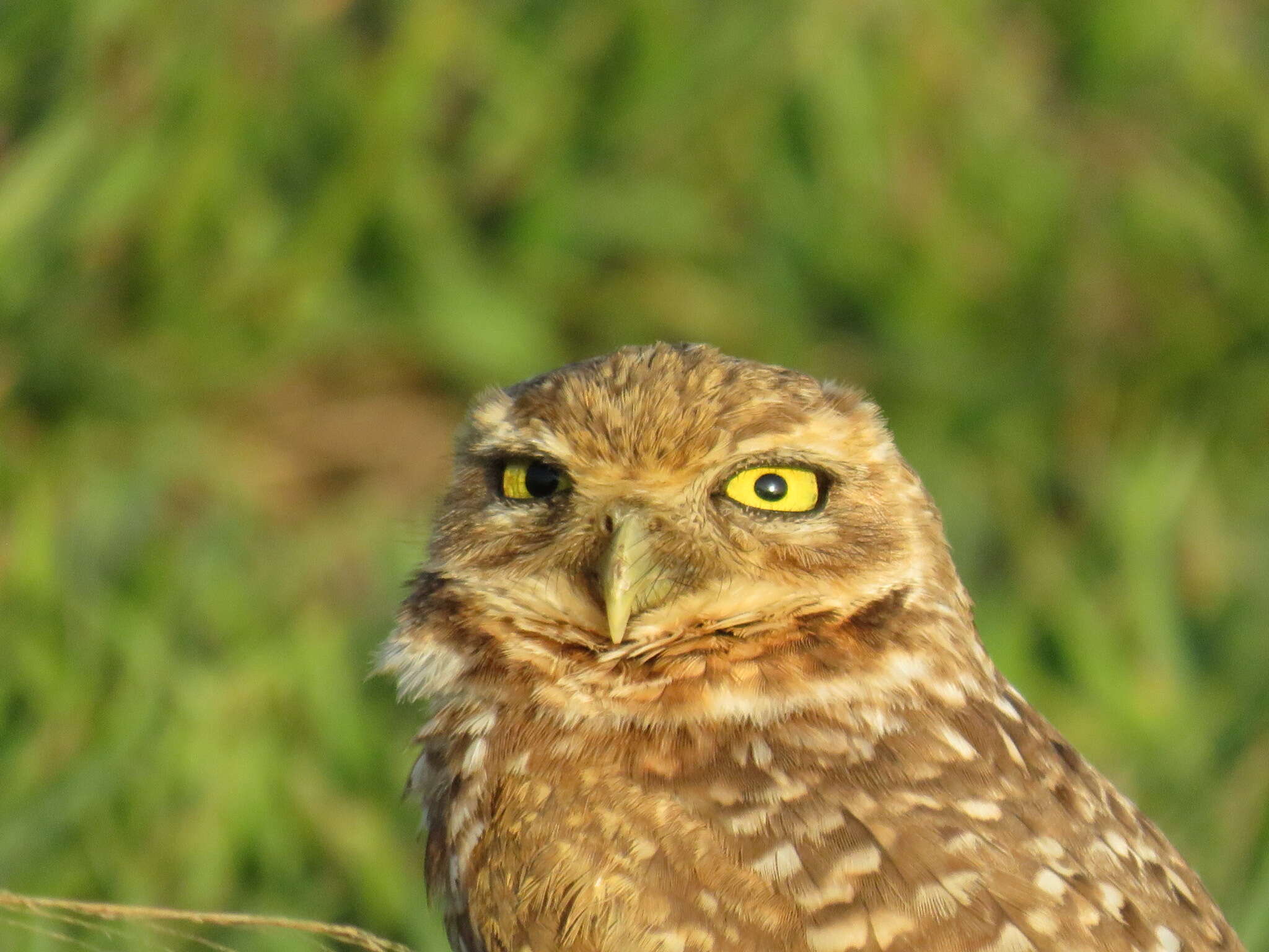 Image of Burrowing Owl