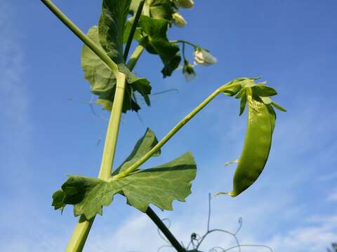 Image of Pisum sativum var. macrocarpum