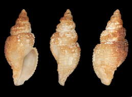 Image of Oenopota healyi