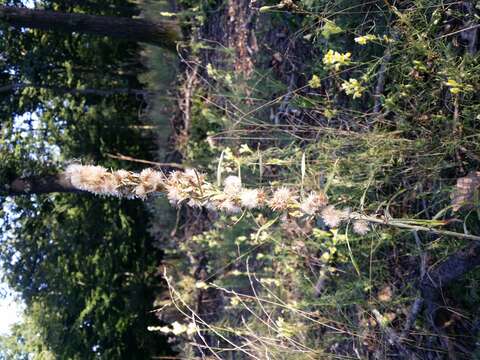 Image of heath cudweed