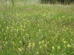 Rhinanthus angustifolius C. C. Gmelin resmi