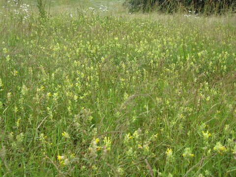 صورة Rhinanthus angustifolius C. C. Gmelin