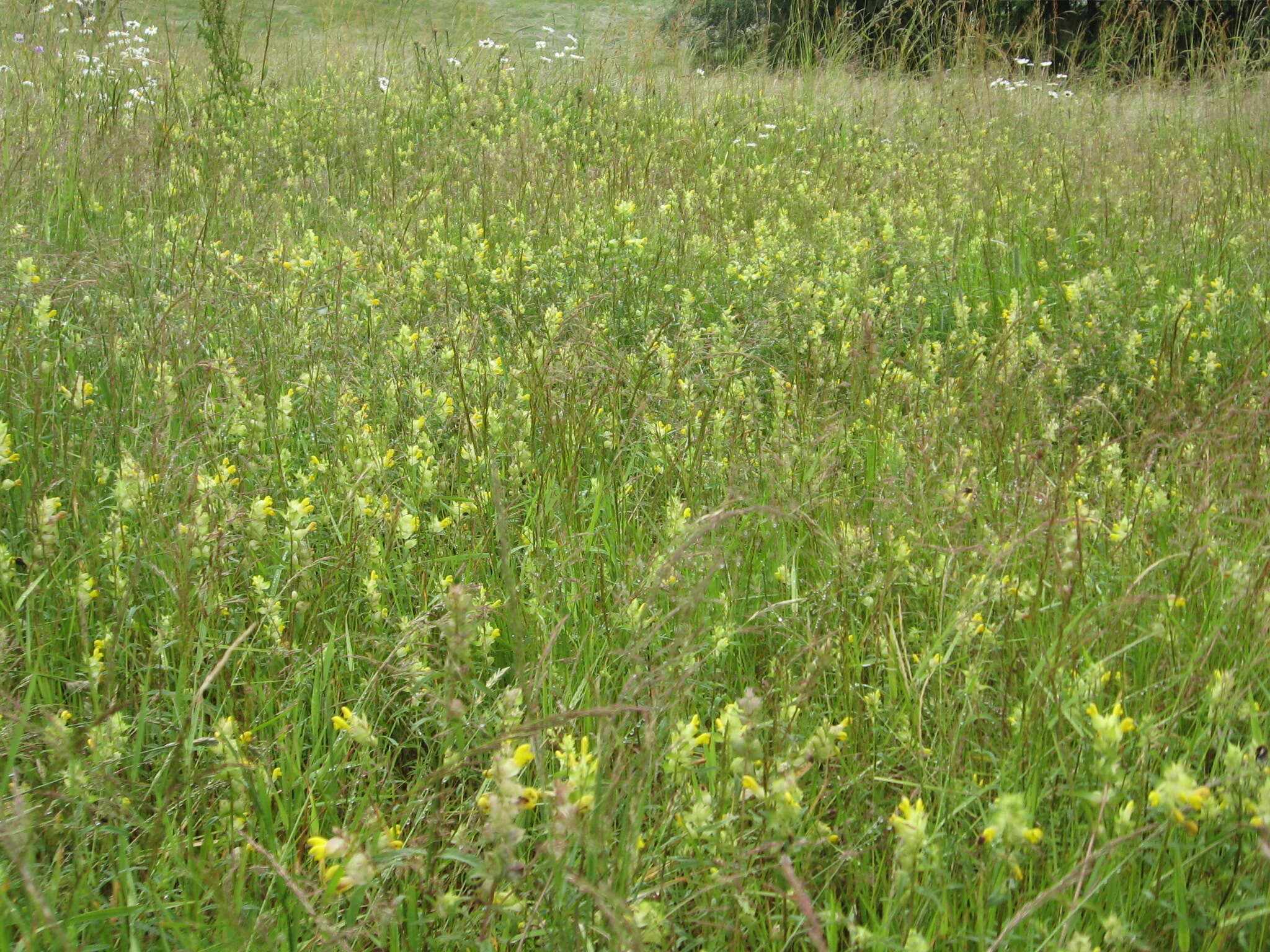 صورة Rhinanthus angustifolius C. C. Gmelin