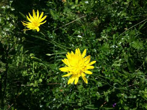 Image of black salsify