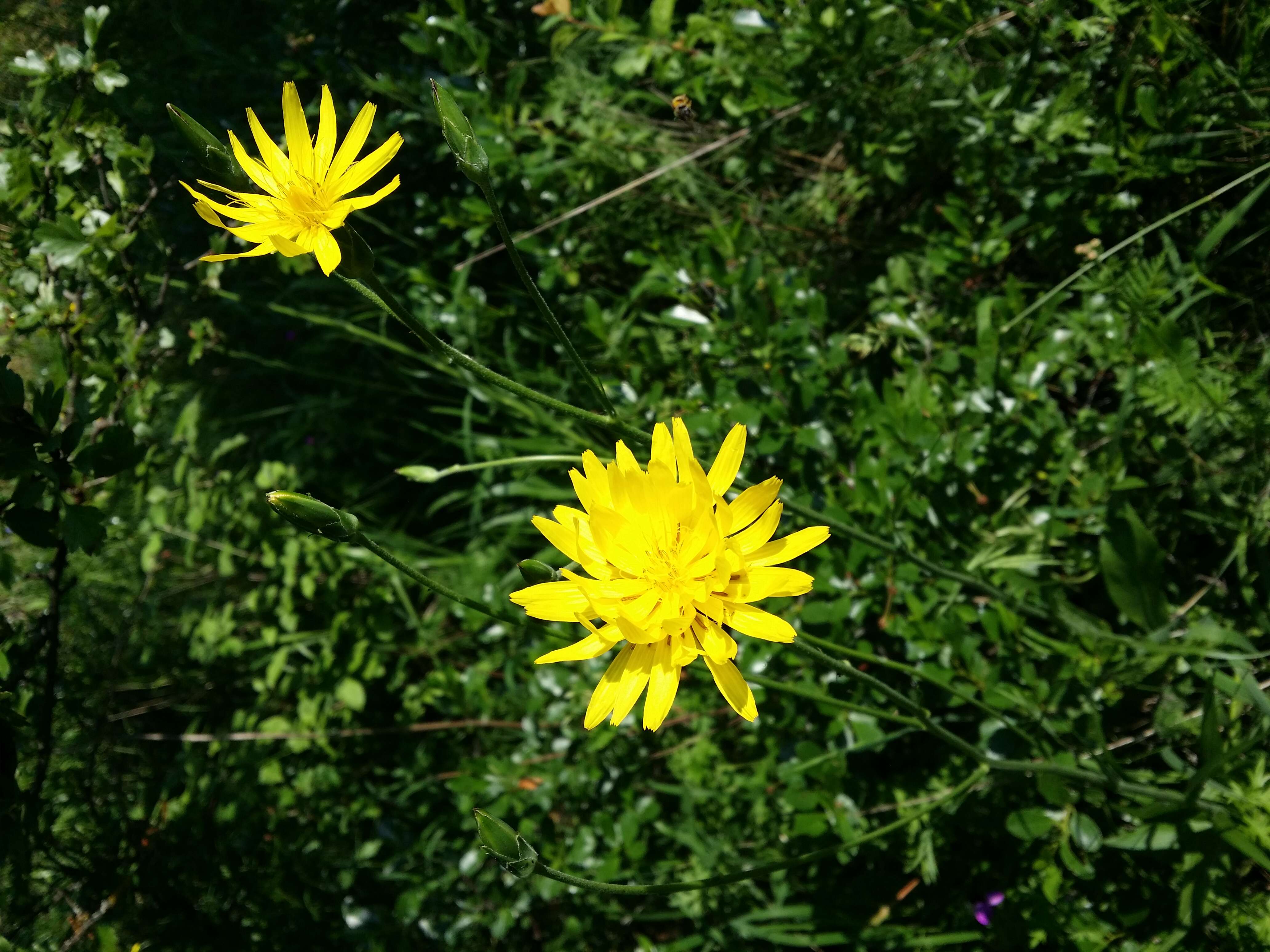 Image of black salsify