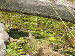 Image of Kariba-Weed