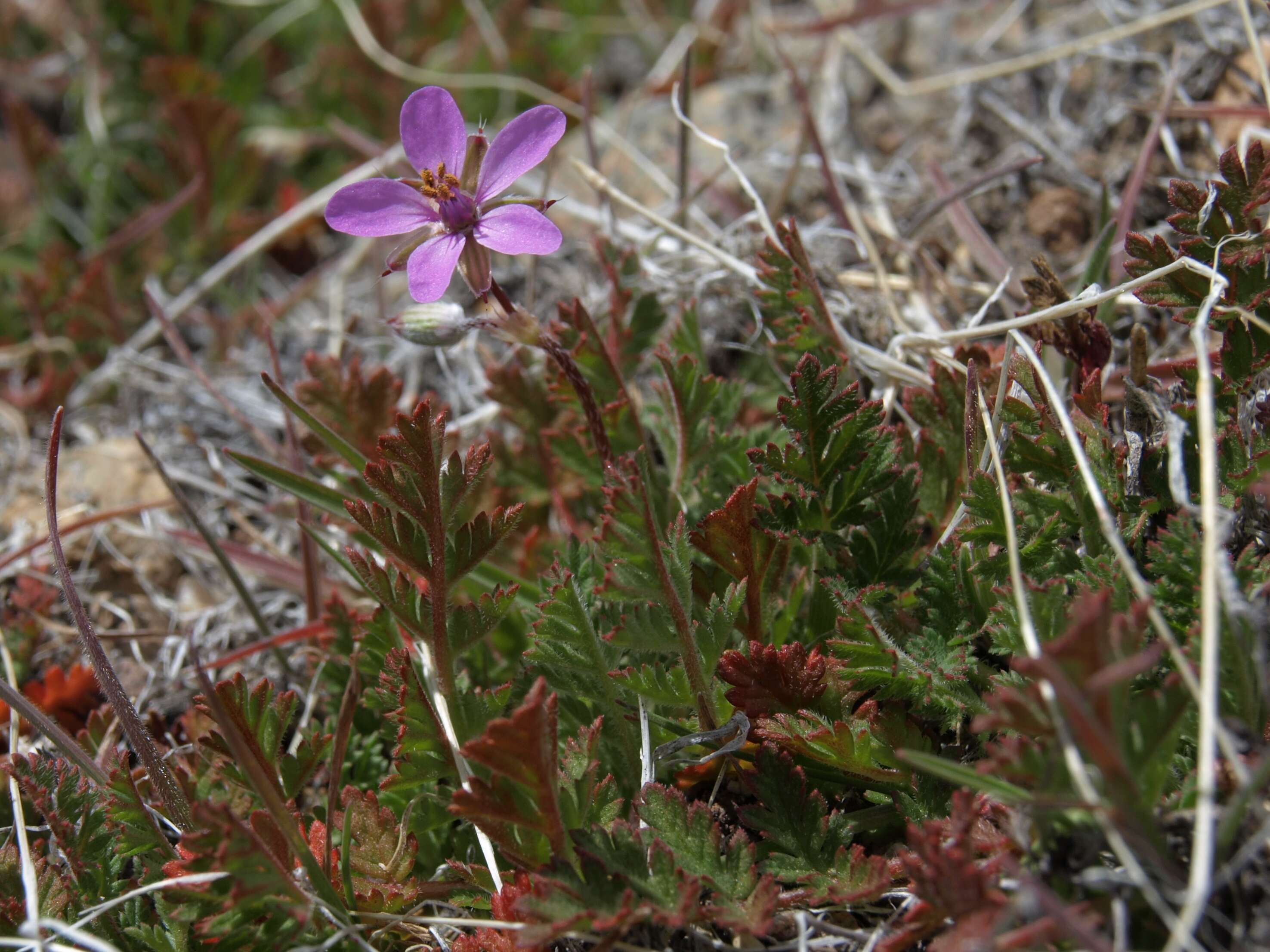 Image of Common Stork's-bill