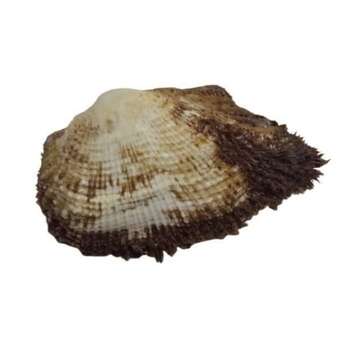 Image of white-beard ark shell