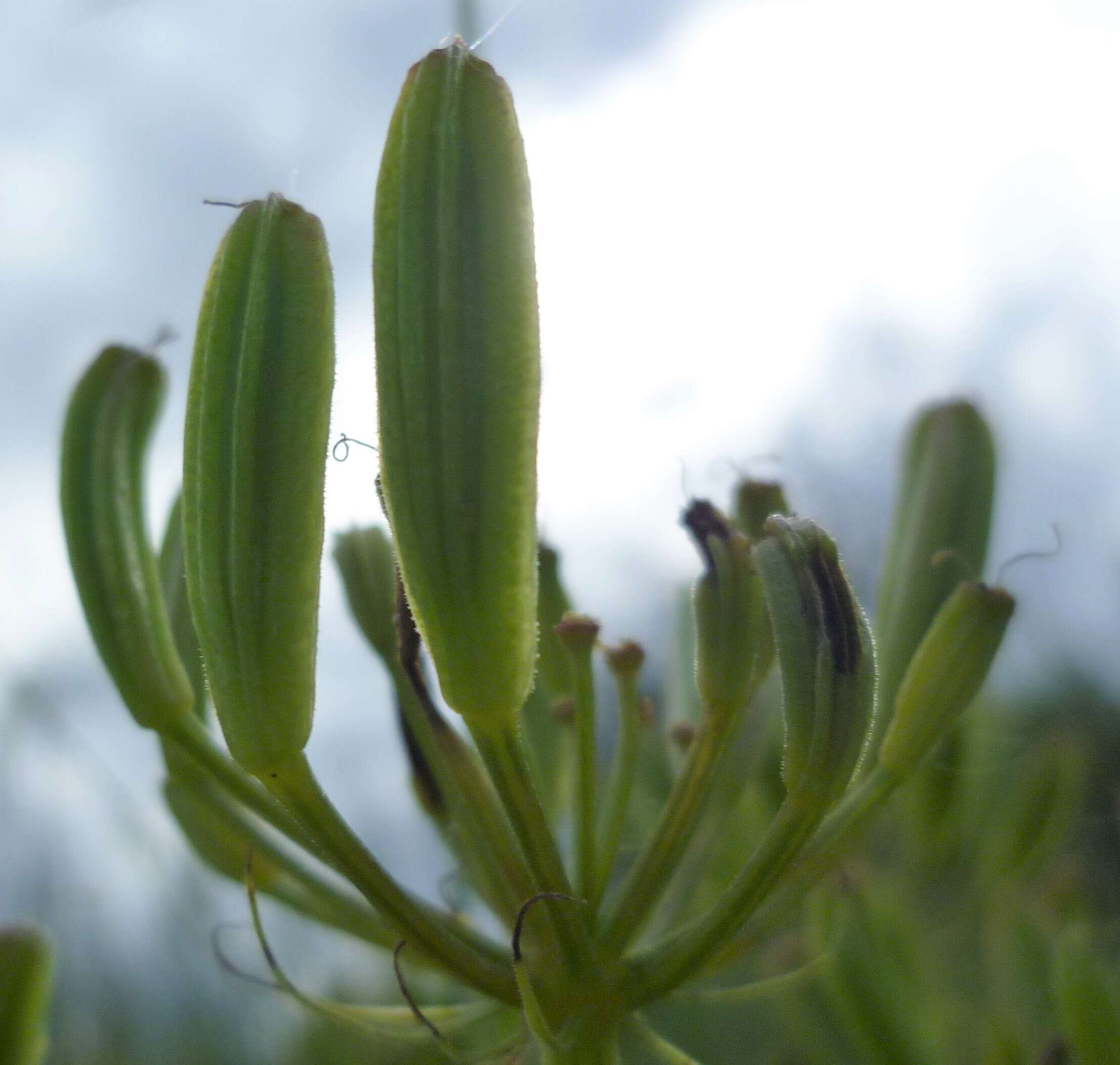 Image of Thompson's desertparsley