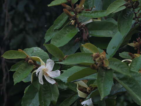 Plancia ëd Pterospermum suberifolium (L.) Lam.