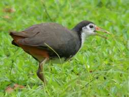 Image of White-breasted Waterhen