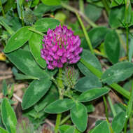 Imagem de Trifolium medium L.