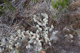 Слика од Cladonia evansii Abbayes