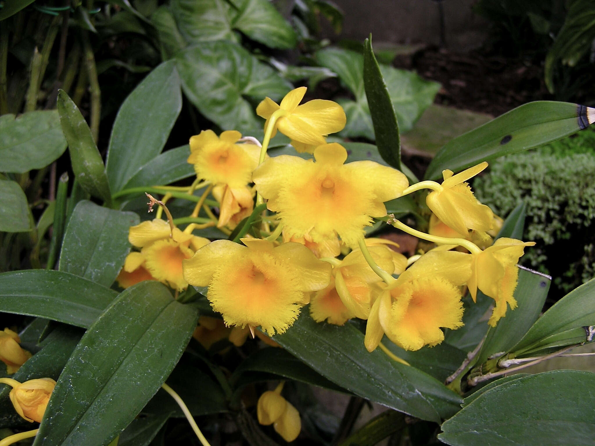 Imagem de Dendrobium chrysotoxum Lindl.