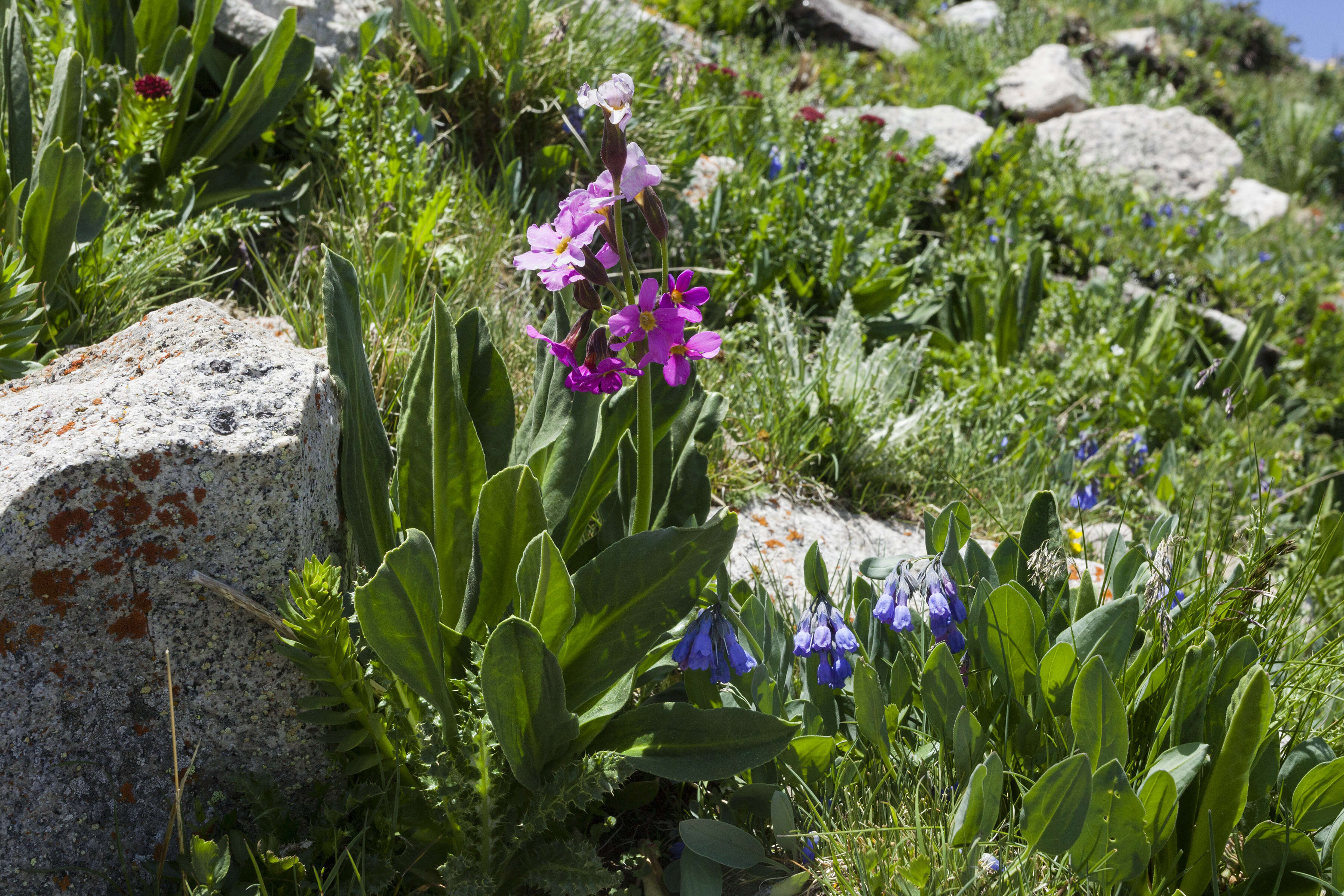 Primula parryi A. Gray resmi