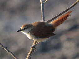 Image of Yellow-chinned Spinetail