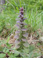 Image of Pyramidal Bugle