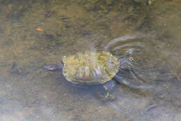 Image of slider turtle, red-eared terrapin, red-eared slider