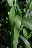 Image of sorghum