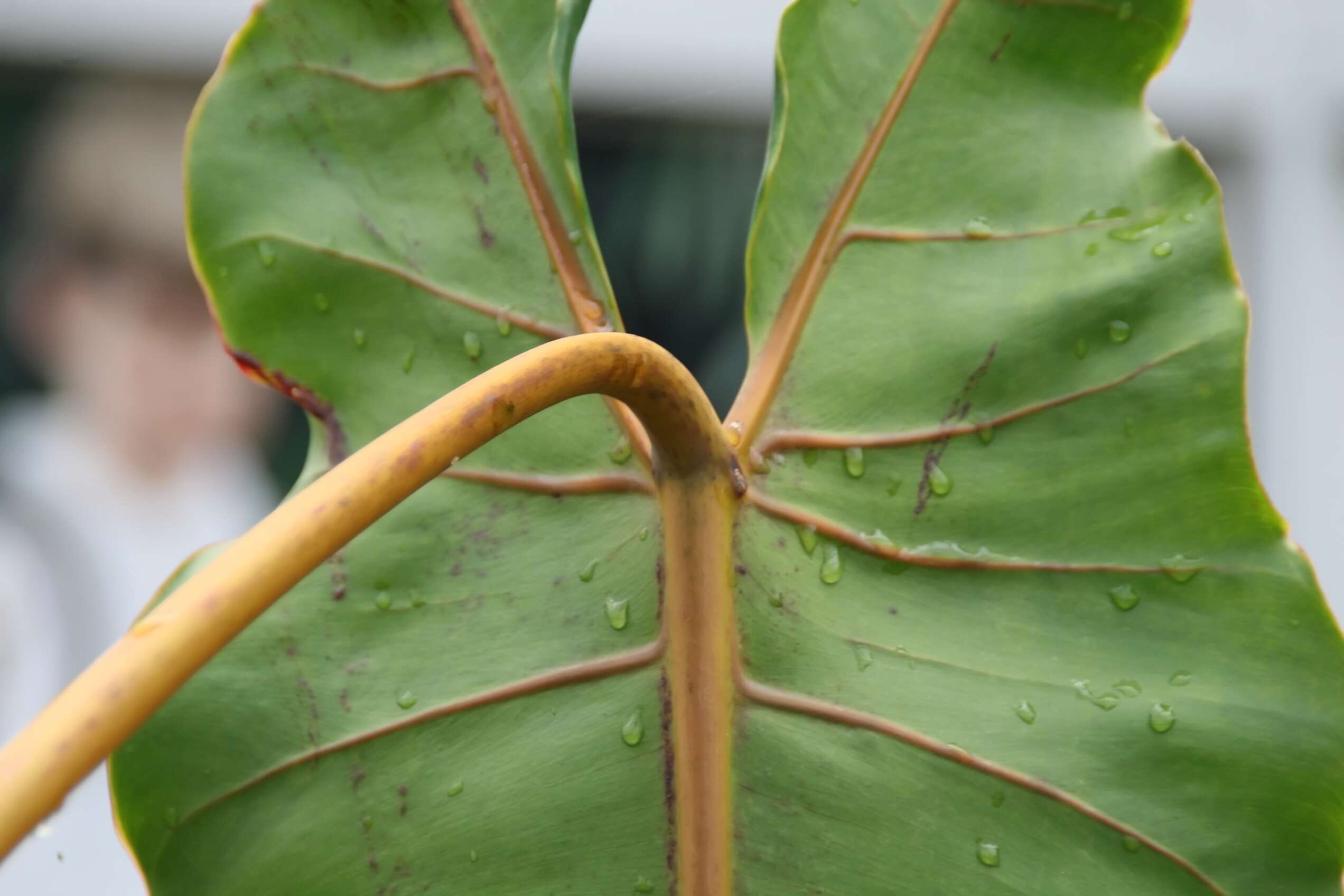 Image of Philodendron billietiae Croat